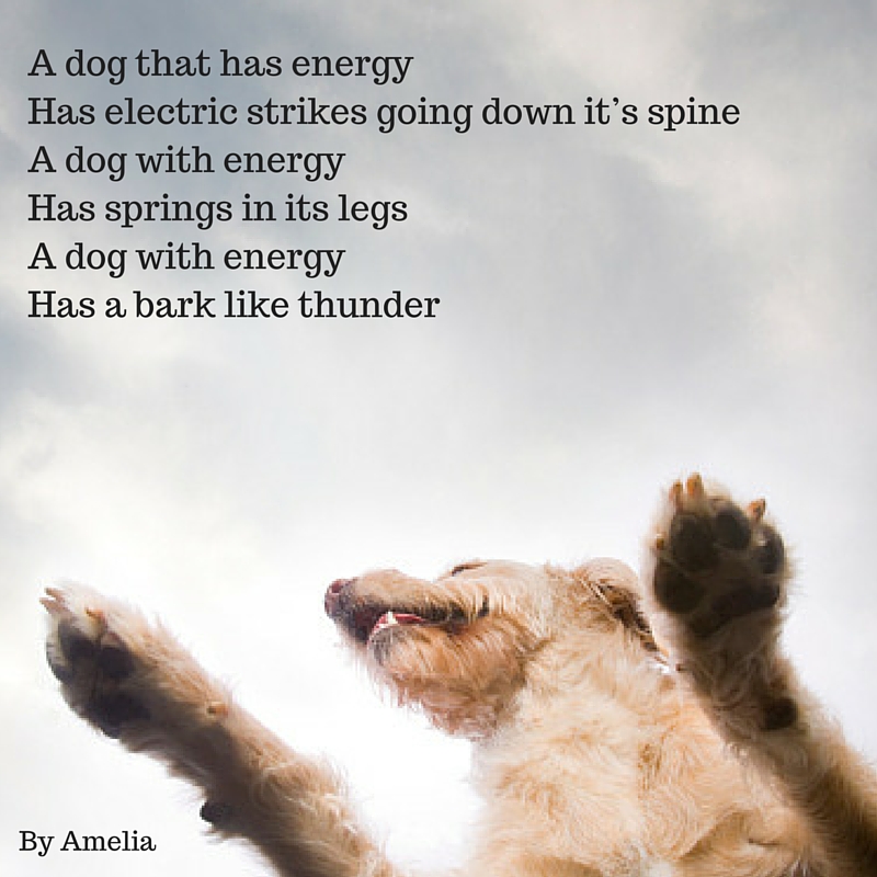 A dog that has energy