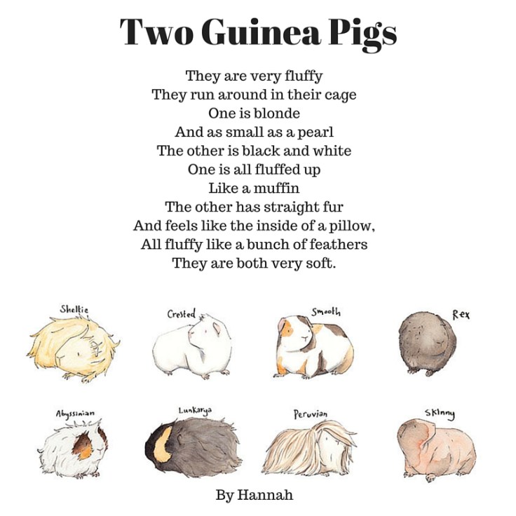 Hannah Guinea Pigs