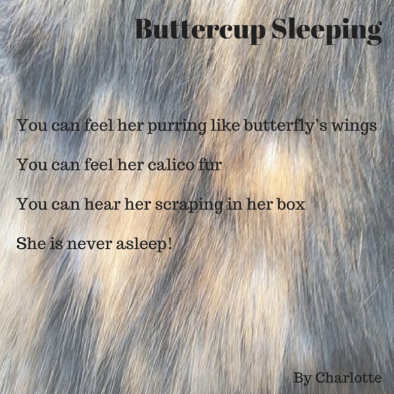 You can feel her purring like butterfly’s wingsYou can feel her calico furYou can hear her scraping in her boxShe is never asleep!